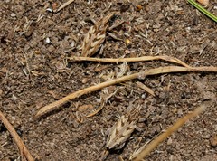 Coniocleonus pseudobliquus