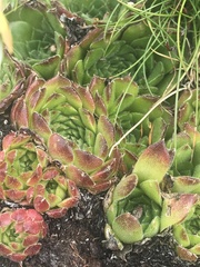 Sempervivum heuffelii