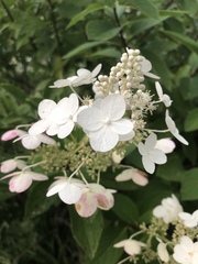 Hydrangea scandens