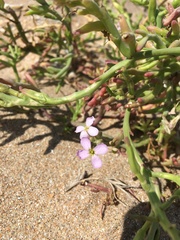 Cakile maritima euxina