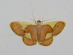 Plutodes cyclaria