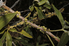 Aceria massalongoi