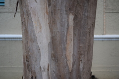 Pimenta racemosa grisea