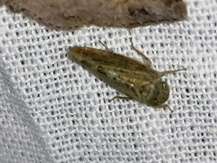 Athysanini