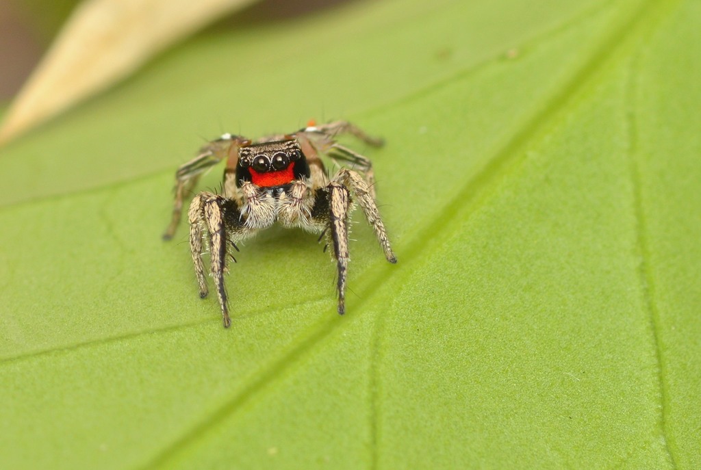 The Jumping Spider Isn't the Only Spider That Jumps in Denton