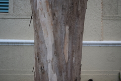 Pimenta racemosa grisea