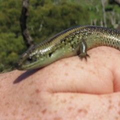 Lissolepis coventryi