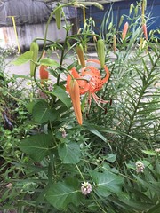 Lilium lancifolium