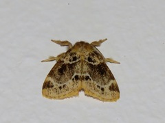 Rhypotoses strigifimbria