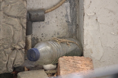 Hemidactylus platyurus