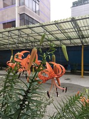 Lilium lancifolium