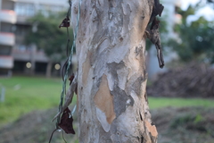 Pimenta racemosa