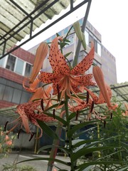 Lilium lancifolium