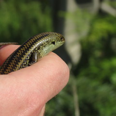 Lissolepis coventryi