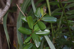 Pimenta racemosa grisea