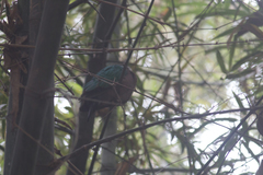 Chalcophaps indica