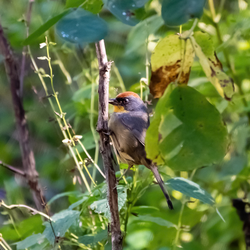 Rufous-capped Brushfinch (Atlapetes pileatus), photo 1