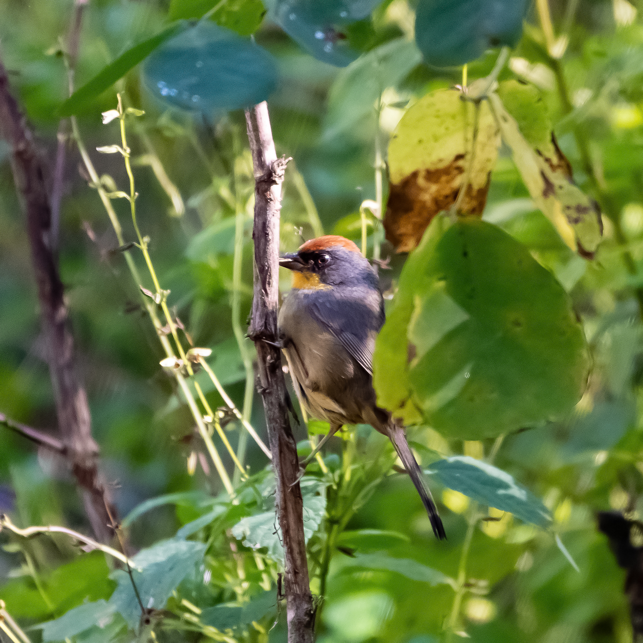 Rufous-capped Brushfinch illustration