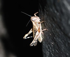 Shirakiacris shirakii