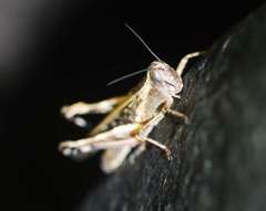 Shirakiacris shirakii