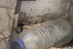 Hemidactylus platyurus