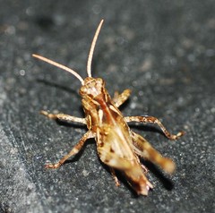 Oedaleus infernalis
