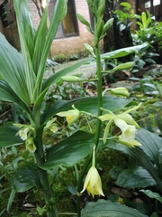Phaius