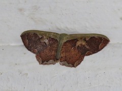 Zythos turbata