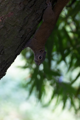 Callosciurus pygerythrus