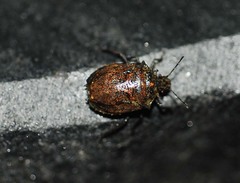 Scotinophara horvathi