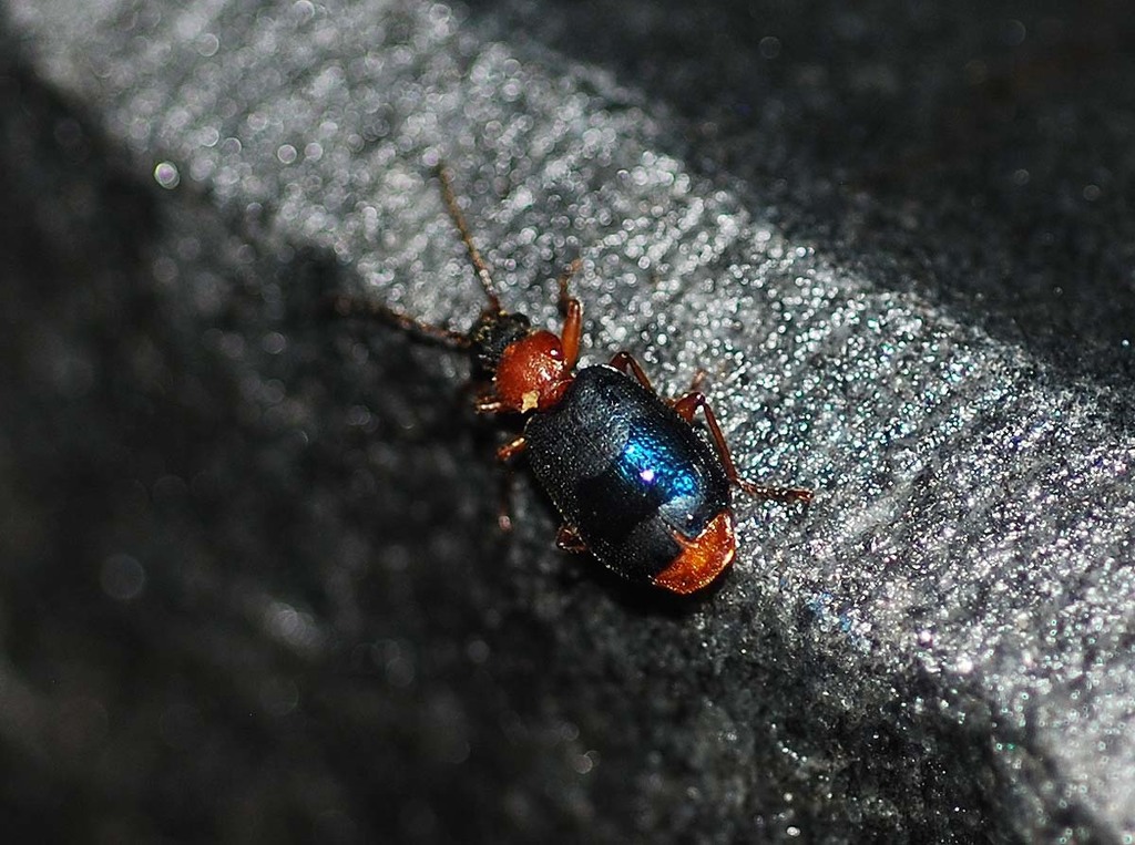 Lachnolebia