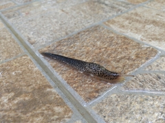 Limax conemenosi