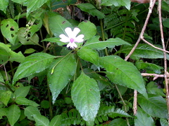 Impatiens kinabaluensis