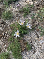 Pulsatilla tenuiloba