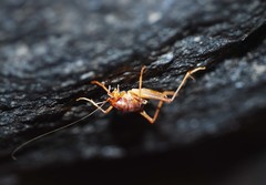 Paratachycines ussuriensis
