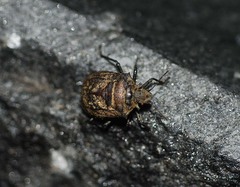 Scotinophara horvathi