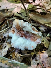 Hypomyces armeniacus