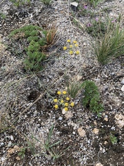 Bupleurum bicaule