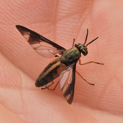 Chrysopsinae
