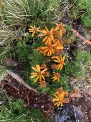 Jacobaea abrotanifolia