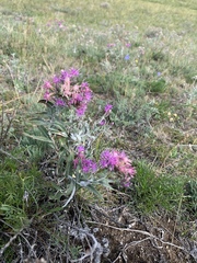Saussurea salicifolia