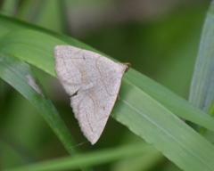 Zanclognatha pedipilalis