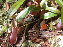 Nepenthes tentaculata