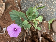 Ipomoea muelleri