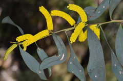 Acacia cheelii