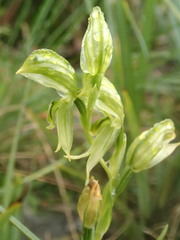 Pterostylis smaragdyna