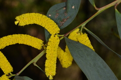 Acacia cheelii