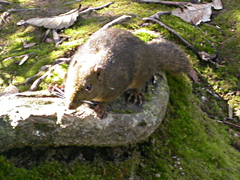 Sundasciurus everetti