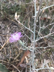 Centaurea odessana
