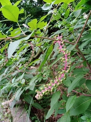 Phytolacca americana